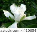  White flower 410854