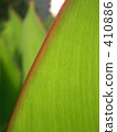 Canna leaves 410886