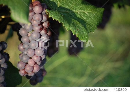Grape  410890