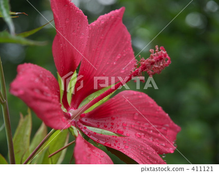 Momijia oi Momijia oi 411121