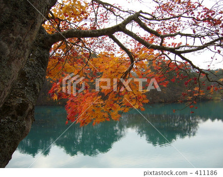 Autumn leaves and swamp 411186