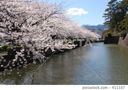 櫻花盛開！ 411187