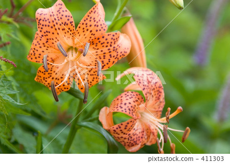 百合 小老虎百合 花朵 411303