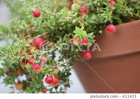 cranberry cranberry 411433