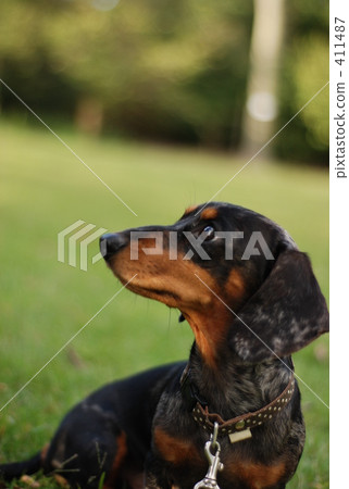 驛站 黑狗 銀色斑紋 411487