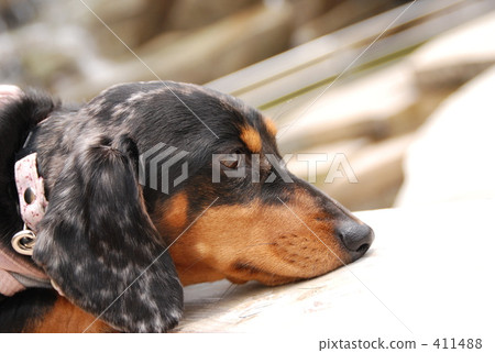 silver dapple, black dog, daks 411488