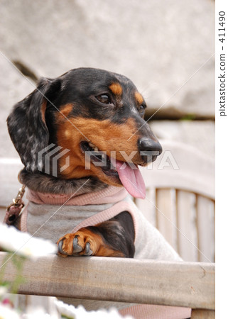 daks, dacks, black dog 411490