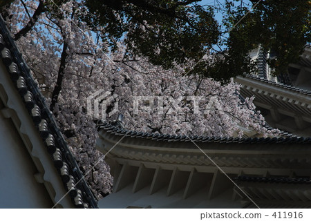 Himeji castle cherry blossom dancing 411916