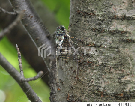 Ming-Min Semi 411939