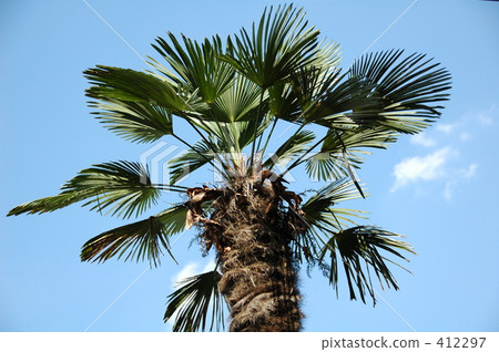 A coconut A coconut 412297