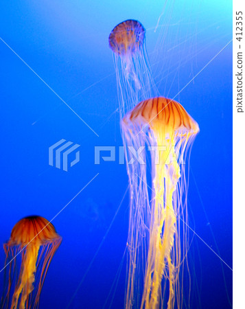 Jellyfish dance 412355