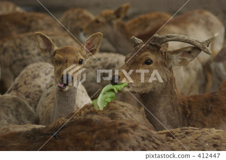 Japanese deer eating food Japanese deer eating food 412447