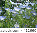 blue flower	 412660