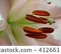 Lily flower 412661