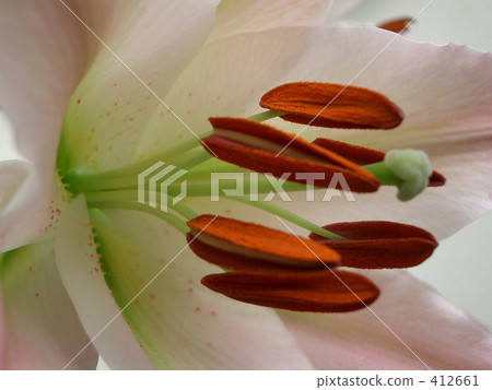 Lily flower 412661
