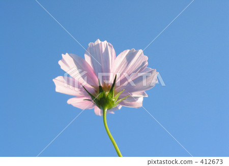 Cosmos in autumn sky 412673