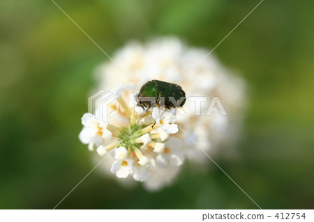 Fudo Core ohanamuguri stopping in the flowers of spinach 412754