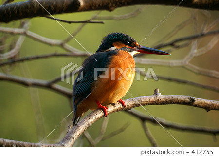 Kingfisher Kingfisher 412755