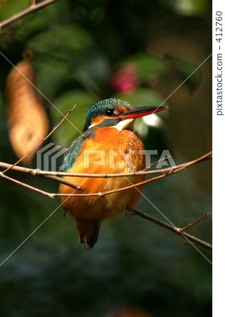 Kingfisher Kingfisher 412760