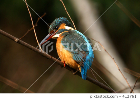 Kingfisher Kingfisher 412761