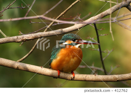 Kingfisher Kingfisher 412762