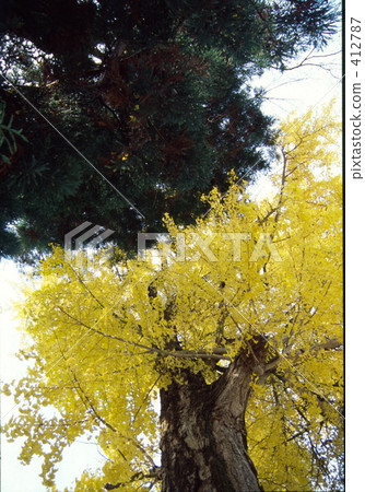 綠色和黃色 412787