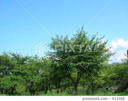 tree, outside, Thunderhead 413366