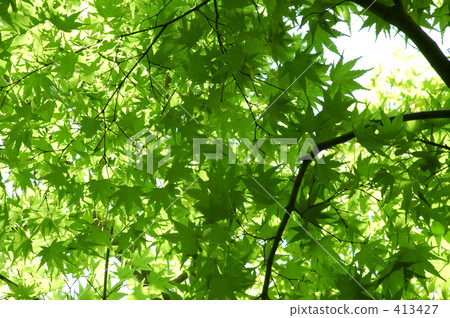 grove of trees, trees, foliage 413427