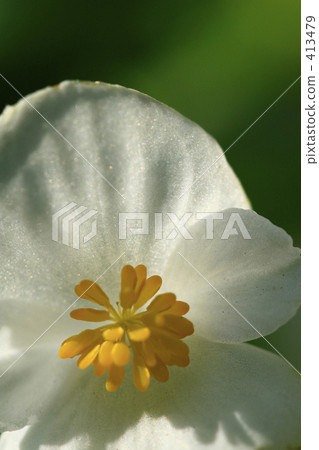 White begonia that can be seen through in the sun 413479