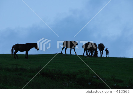 Cape Toi's wild horses 413563