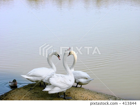 Swans and ducks 413844
