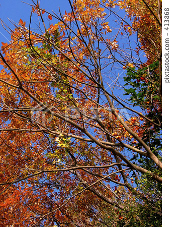 Autumn leaves 413868