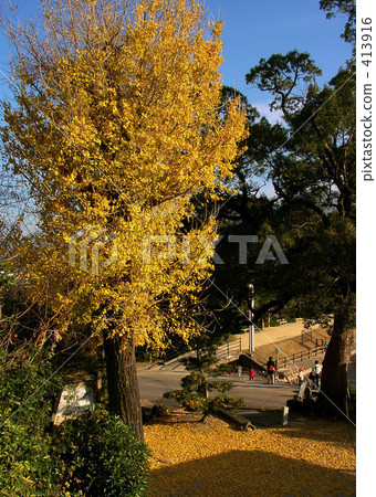 Ginkgo biloba 413916