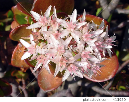 翡翠木 翡翠木 413920