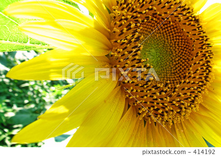 sunflower	 414192