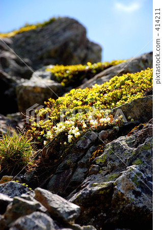 Mountain flowers Mountain flowers 414211