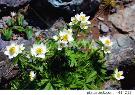 Mountain flowers Mountain flowers 414212
