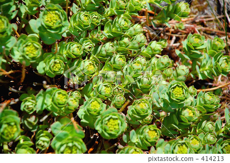 Mountain flowers 414213