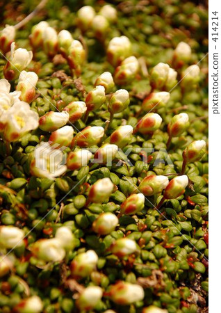 Mountain flowers 414214