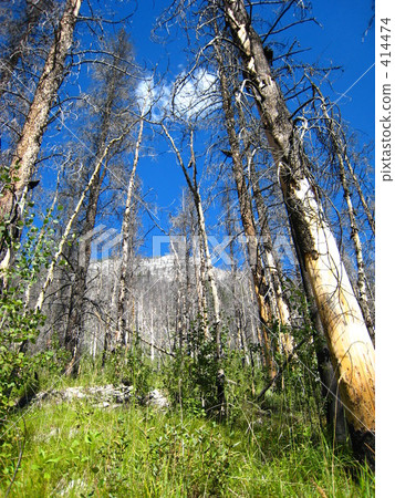 藍天和森林 414474