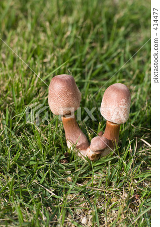 蘑菇父母和孩子 414477