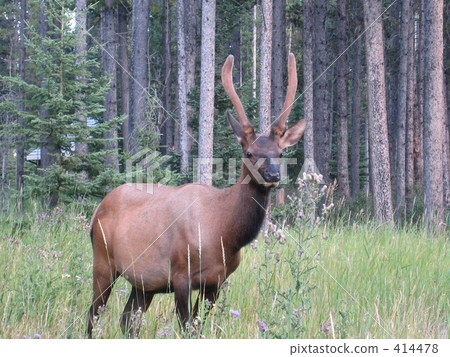 麋鹿1在森林裡 414478