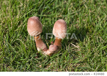 蘑菇父母和孩子 414480