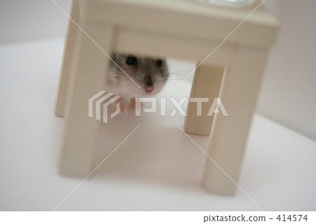 Hamster Hamster 414574