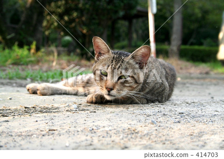 我厭倦了諾拉陳 414703