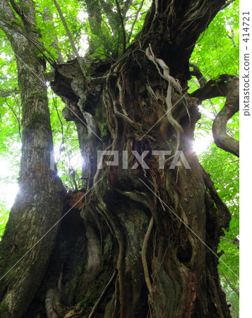 Unification of the forest 414721