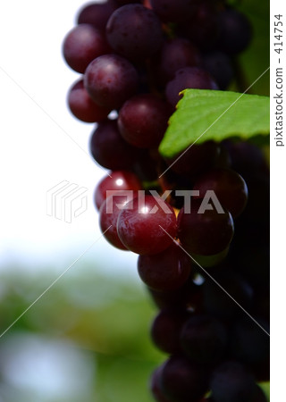 Up grapes Up grapes 414754