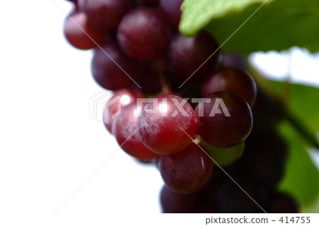 了解葡萄 414755