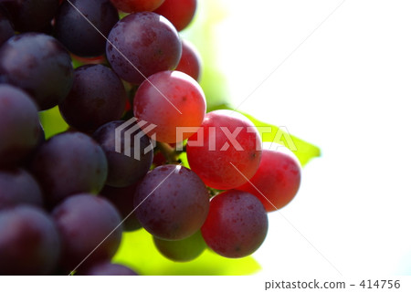 了解葡萄 414756