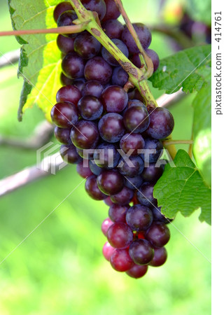 grape grape 414761